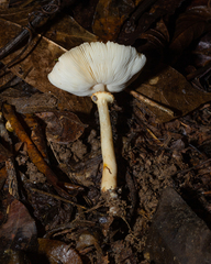 Lepiota