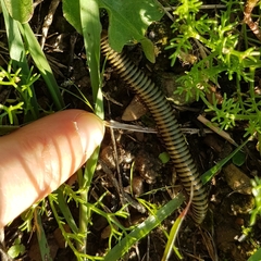 Ommatoiulus lusitanus