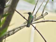 Anthracothorax nigricollis