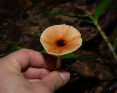 Lepiota