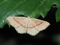 Cyclophora quercimontaria