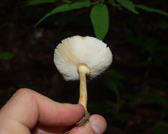 Lepiota