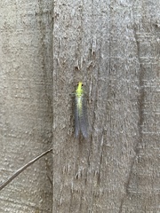 Italochrysa insignis