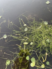 Magnoliopsida