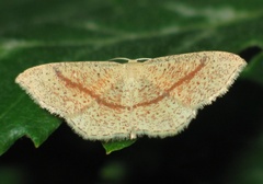 Cyclophora quercimontaria