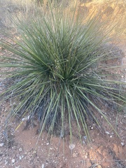 Yucca campestris