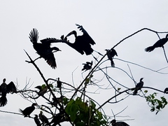 Anastomus lamelligerus