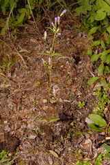 Gentianella propinqua propinqua