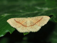 Cyclophora quercimontaria