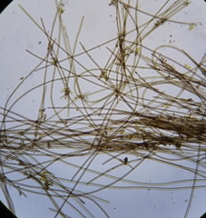 Oscillatoria nigro-viridis