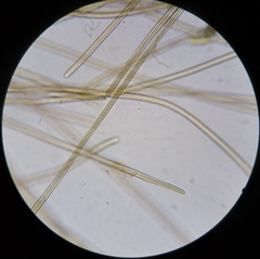 Oscillatoria nigro-viridis