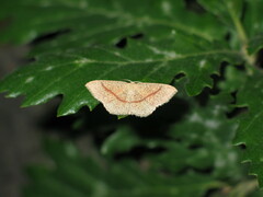 Cyclophora quercimontaria