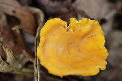 Cantharellus tenuithrix