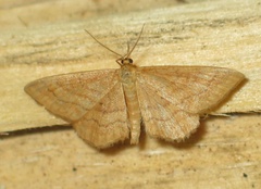 Idaea rufaria