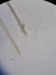 Oscillatoria nigro-viridis