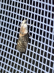 Acrobasis palliolella