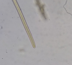 Oscillatoria nigro-viridis