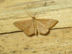 Idaea rufaria