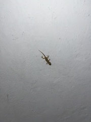 Tarentola mauritanica