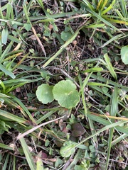 Hydrocotyle