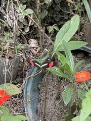 Heliconius erato