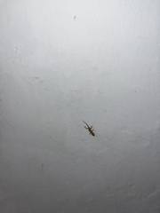 Tarentola mauritanica