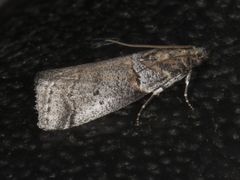 Acrobasis comptella