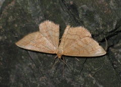 Idaea rufaria