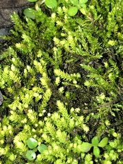 Claopodium rostratum