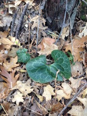 Asarum hartwegii