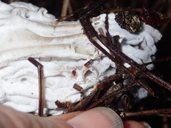 Hypomyces cervinigenus