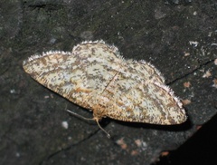 Heliomata glarearia
