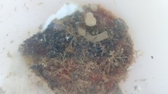 Calcarea