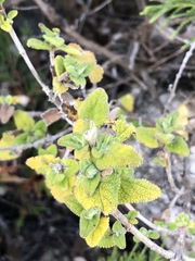 Salvia semiatrata