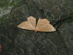Idaea rufaria