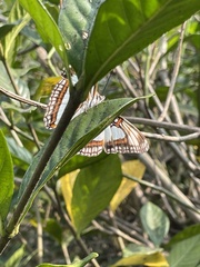 Adelpha basiloides