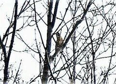 Coccothraustes vespertinus