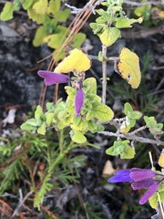 Salvia semiatrata