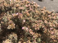 Frankenia ericifolia