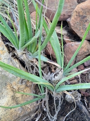 Aloe verecunda