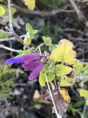 Salvia semiatrata