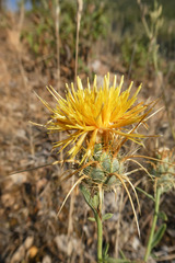 Centaurea ornata