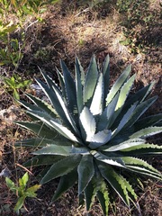 Agave macroacantha