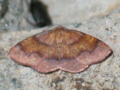 Plagodis pulveraria