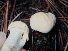 Hydnum oregonense
