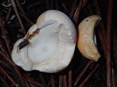 Hydnum oregonense