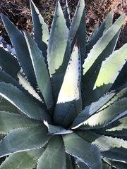 Agave macroacantha