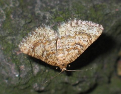 Heliomata glarearia