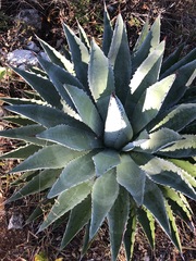 Agave macroacantha