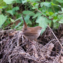 Cettia cetti